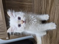 Uygun puanlı beyaz tüy mavi göz british longhair yavru