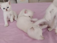 British shorthair kedi yavrusu