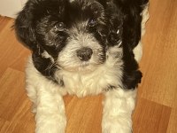 2 AYLIK MALTİPOO YAVRU KÖPEKLER