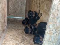 Şecereli Babadan Rezerveye Açık Rottweiler Yavrular