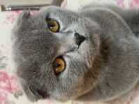 Scottish fold erkek kedimiz