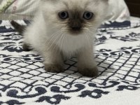 45 GÜNLÜK BLUE POİNT KEDİMİZ