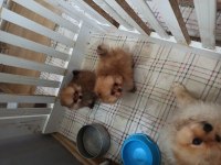 Kendi köpeklerimin pomeranian yavruları