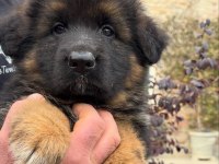 ALMAN ÇOBAN KÖPEĞİ YAVRULARI 