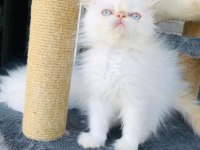 İran persian dişi-erkek