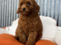 Red brown dişi poodle yavrumuz