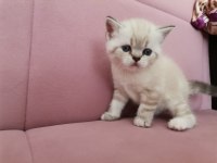 behlülün yavrularına yuva arıyorum