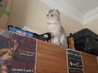 KEDİMİZ HERŞEYİ FULL AŞILARI EĞİTİM DETAY WPDEN