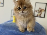 Ankaranın en Elit british shorthair ve longhair yavruları