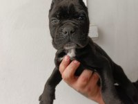 Cane Corso Yavrularımız ırk garantilidir
