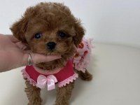 Irk Garantili Poodle