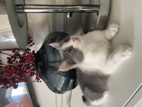 Onu ömür boyu sevecek exotic shorthair ailesini arıyoruz