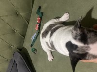 İzmir kaliteli french bulldog yavrularım