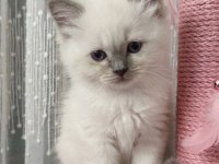 British Longhair Erkek Kedimiz