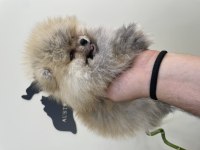 Boo Pomeranian Teddy Bear