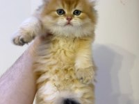 British longhair golden ny11 erkek