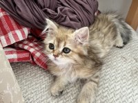 British longhair golden dişi yavru