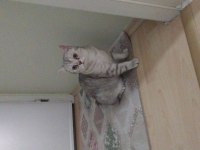 BRİTİSH CAT GRİ ERKEK