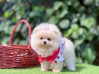 Safkan Pomeranian Boo Yavrularımız