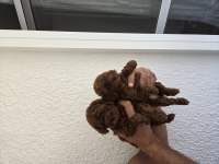 Kore Kızımın RED BROWN DİŞİ YAVRU Poodle