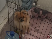 6 aylık pomeranian