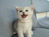 Pembe Burun Yeşil Göz British Shorthair Prenses