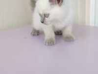 2 aylık dişi blue point british shorthair