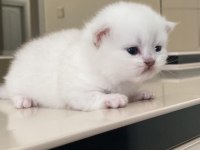 Sevimli ve çok tatlı rezerveye açıktır british longhair