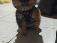 Safkan Pomeranian yavru