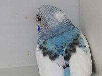 33 ile 38 günlük bebek muhabbet kuşlar