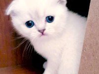 Safkan sağlıklı scottish fold yavru
