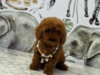 Toy poodle erkek bebek köpeğimiz