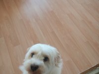 Ücretsiz Maltese Terrier