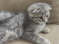 Scottish fold anne baba british