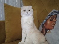 Erkek cins kedimizi sahiplendirme