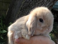 SARI/ KARAMEL HOLLANDA LOP YAVRU TAVŞAN