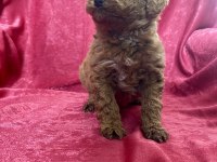 Mini Red Toy Poodle Kızımız