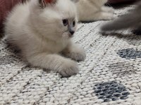 Temiz Irk British Shorthair Yavrusu