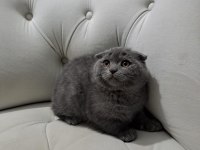 3 aylık scottish fold yavru kedimiz
