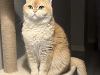 Golden British Shorthair 3 Yaşında Kısır