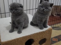 ANKARA NIN EN GÜZEL BRİTİSH SHORTHAİR YAVRULARI