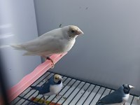 Mavi ve silver goldian finch takımlar
