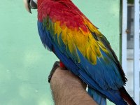 Teslime hazır scarlet macaw yavrumuz