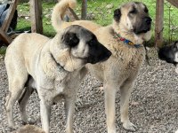 Harika safkan kangal yavrular