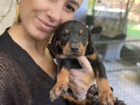 Doberman kızıl ve siyah yavrularım