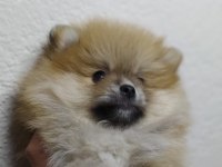 Minik pomeranian yavrularımız yeni yuvasını arıyorlar