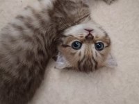 Scottish fold yeni yuvasını arıyor