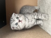 3 erkek ve 1 dişi scottish fold yavrularım