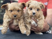 Tea cup morkie yavrular petmode de ziyarete açık