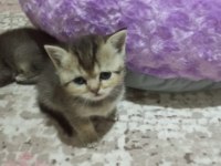 Miniklerim yeni yuvalarına gitmeye hazır